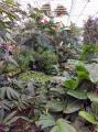 Obisk tropskega vrta orhidej in drugih rastlin "Ocean's Orchid" v Dobrovniku