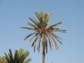 dateljnova palma s polnimi dateljnimi